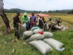 Dukung Swasembada Pangan, Babinsa Panaikang Koramil 04/Sinjai Timur Kodim 1424/Sinjai Dampingi Penyerapan Gabah Milin Petani