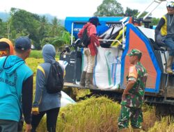 Babinsa Desa Taulan Dampingi Petani dalam Panen Padi