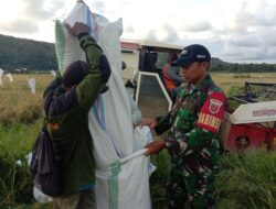 Babinsa Koramil 1405-03/Bacukiki Aktif Dampingi Bulog Serap Gabah Petani