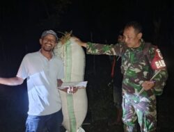 Dinginnya Malam Tidak Pengaruhi Semangat, Babinsa Kodim 1404/Pinrang Dampingi Penyerapan Gabah Petani Oleh Bulog