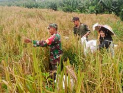 Babinsa Koramil Tabang Komitmen Dukung Terwujudnya Swasembada Pangan Lokal