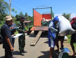 Sinergitas Babinsa Koramil-05/Mallusetasi Dan Bulog Serap Gabah Petani