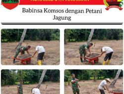 Babinsa Koramil 01/Pariaman Serka Syafriandi Bantu Petani Jagung Menanam bibit Jagung