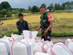 Babinsa Jajaran Kodim Loteng Dampingi Bulog Serap Puluhan Ton Gabah Petani di Lombok Tengah