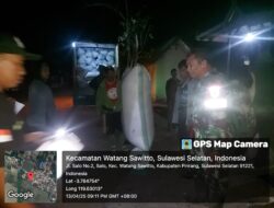 Hingga Larut Malam, Babinsa Kodim 1404/Pinrang Dampingi Penyerapan Gabah Petani Oleh Bulog