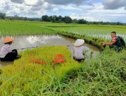 Sukseskan Ketahan Pangan, Babinsa Koramil 03/Sungai Sariak Dampingi Petani di Sawah