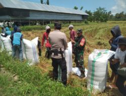 Sinergitas TNI-Polri di Kabupaten Pinrang Bantu Warga Panen Padi