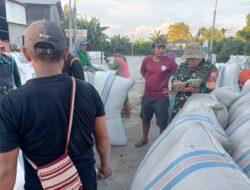 Babinsa Kodim 1404/Pinrang Dampingi Petani Antar Gabah Ke Gudang Bulog