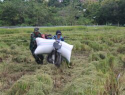Babinsa Koramil 1405-01/Ujung Dampingi Petani Panen Dan Jual Gabah Ke Bulog