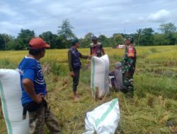 Jaga Stabilitas Harga Babinsa Koramil 1405-01/Ujung Dampingi Petani Jual Gabah Ke Bulog