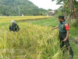 Babinsa Koramil 1405-05/Mallusetasi Bersama PPL Melaksanakan Pengambilan Ubinan Padi