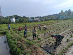 Bantu Tanam Padi,Wujud Dukungan Babinsa Koramil 0907/01 Tartim Dalam Progam Han Pangan
