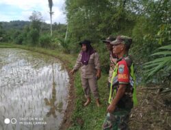 Babinsa dan PPL Geumpang Intensif Pantau Perkembangan Padi Pasca Tanam