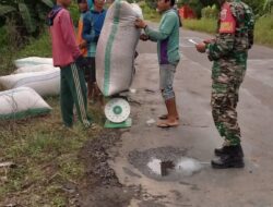 Yakinkan Harga Sesuai HPP, Babinsa Kodim 1404/Pinrang Dampingi Bulog Serap Gabah Petani