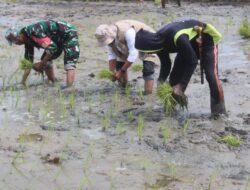 Dukung Program Ketahanan Pangan, Babinsa Kodim 1404/Pinrang Bantu Petani Tanam Padi