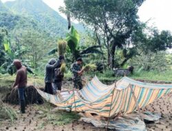 Babinsa Koramil-08/Tanete Riaja Sangat Bersemangat Dampingi Petani Panen Padi Secara Manual