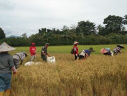Babinsa Sangiasseri Koramil 05/Sinjai Selatan Kodim 1424/Sinjai Dampingi Petani Panen Padi