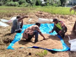 Wujud Kepedulian, Babinsa Bantu Petani Jemur Padi di Desa Krung Alem