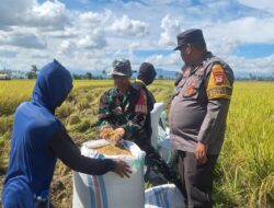 Kompak Dan Sinergi, Babinsa Dan Bhabinkamtibmas Di Kabupaten Pinrang Bantu Warga Panen Padi