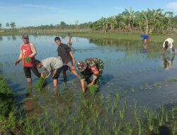 Dengan Penuh Semangat Dan Cucuran Keringat, Babinsa Koramil 1405-07/Tanete Rilau Bantu Petani Tanam Padi