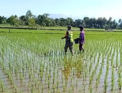 Babinsa Bantu Petani Pemupukan Tanaman Padi Di Desa Binaan