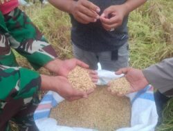 Bersinergi, Babinsa Dan Bhabinkamtibmas Di Kabupaten Pinrang Bantu Petani Panen Padi