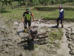 Dukung Ketahanan Pangan, Babinsa Koramil Geumpang Terjun Langsung Bantu Petani Olah Sawah