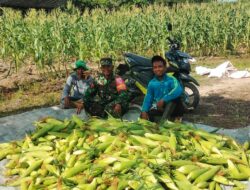 Wujud Pendampingan,Babinsa Koramil 0907/04 Tarut Bantu Petani Panen Jagung