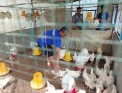 Program Pembinaan Berhasil, Lapas Banjarbaru Panen 100 Ekor Ayam Pejantan Muda