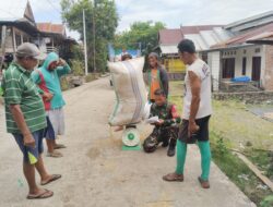 Tak Kenal Waktu, Babinsa Kodim 1404/Pinrang Dampingi Penyerapan Gabah Petani