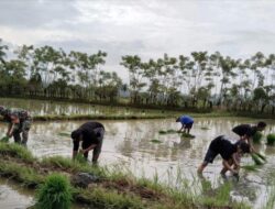 Wujudkan TNI Manunggal Bersama Rakyat, Babinsa Koramil 1405-07/Tanete Rilau Bantu Petani Tanam Padi