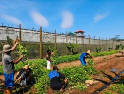Warga Binaan Produktif, Lapas Banjarbaru Kembali Panen 80 Kg Kangkung