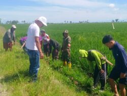 Penuhi Kebutuhan Air petani, Koramil-02 Kodim 1404/Pinrang Bersihkan Saluran irigasi Bersama Warga