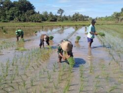 Terjun Langsung Ke Sawah, Babinsa Koramil 1405-07/Tanete Rilau Dampingi Petani Tanam Padi