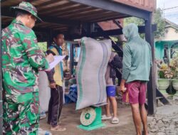 Babinsa Kodim 1404/Pinrang Dampingi Bulog Serap Gabah Petani Di Wilayah Binaan