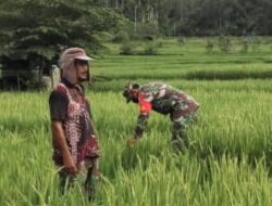 Babinsa Koramil 16/Tangse Dampingi Petani Cegah Serangan Hama di Tangse, Pidie