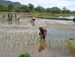 Hadirnya Danramil 1405-08/Tanete Riaja Jadi Penyemangat Dan Motivasi Petani Dalam Menanam Padi