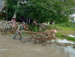 Lumpur Dan Panas Tidak Jadi Halangan, Babinsa Koramil 1405-08/Tanete Riaja Bantu Petani Bajak Sawah