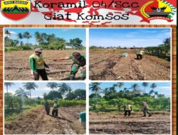Dukung Program Pemerintah Babinsa Koramil 04/Sicincin Bantu Petani Menanam Jagung