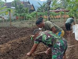 Penuh Inspiratif, Koramil 1405-08/Tanete Riaja Sulap Lahan Kosong Jadi Lahan Produktiv
