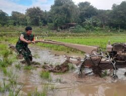 Wujud Nyata Dukungan Babinsa Koramil 1405-01/Ujung Terjun Langsung Ke Sawah Bantu Petani Bajak Sawah