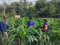 Jalin Kekraban, Babinsa Kodim 1404/Pinrang Komsos Dengan Petani Jagung