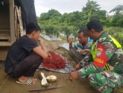 Babinsa Posramil Beutong Ateuh Banggalang Melaksanakan Komsos Dengan Petani Cabai