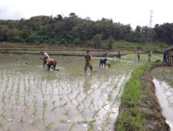Manunggal Dengan Rakyat, Babinsa Koramil 1405-04/Soppeng Riaja Dampingi Petani Tanam Padi