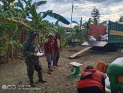 Penuh Semangat, Babinsa Kodim 1404/Pinrang Dampingi Penyerapan Gabah Petani Oleh Bulog