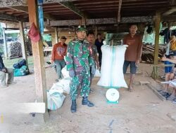 Babinsa Koramil 1405-08/Tanete Terjun Langsung Dampingi Bulog Serap Gabah Petani