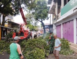 Antisipasi Pohon Tumbang, Babinsa Koramil 1405-02/Soreang Bersama DLH Kota Parepare Lakukan Pemangkasan Pohon