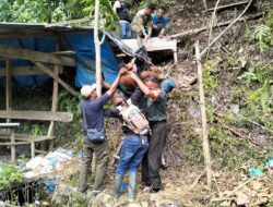 Evakuasi Dramatis Orangutan Sumatera di Pidie: Babinsa Bersama Team BKSDA Selamatkan Satwa Langka dari Ancaman KonflikManusia