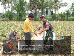 Babinsa Koramil 1425-02/Bangkala Turun ke Ladang, Panen Jagung Bareng Petani