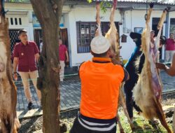 Lapas Ambarawa Menyembelih 8 Hewan Kurban di Idul Adha 1446 H